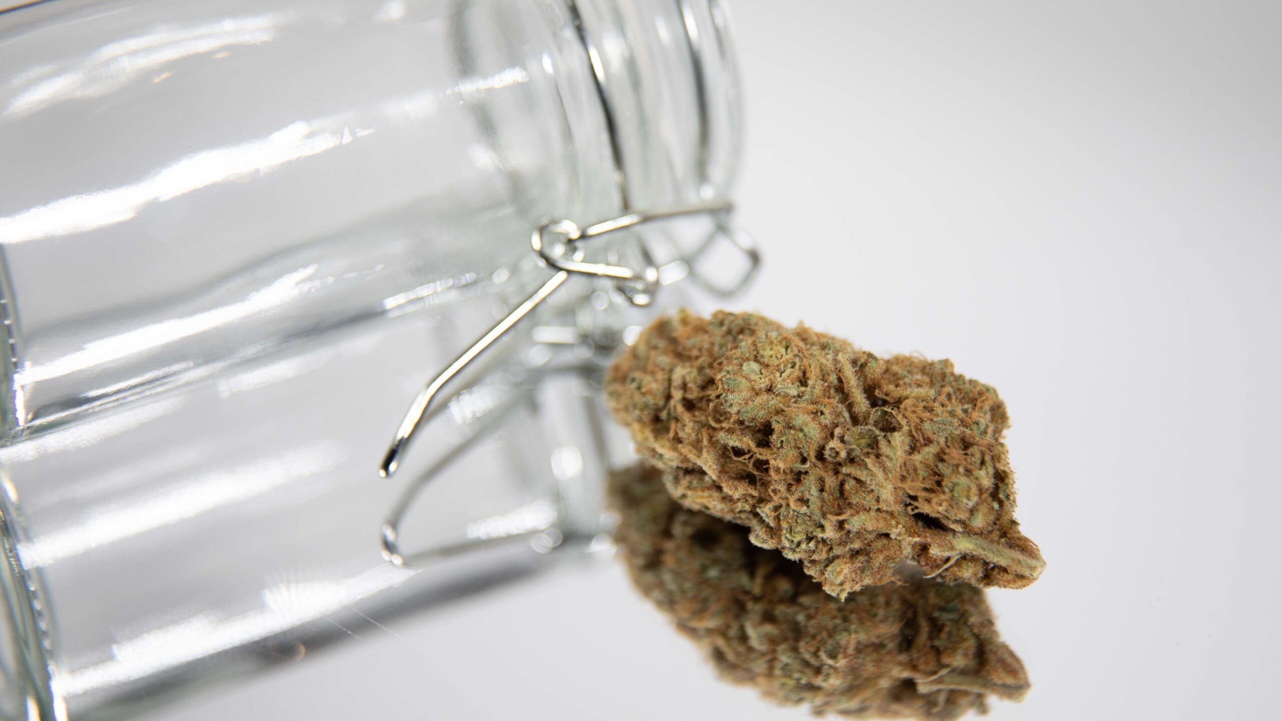 Inside Cannabis Seed Banks: The Genetic Vaults Powering the Global Cannabis Industry